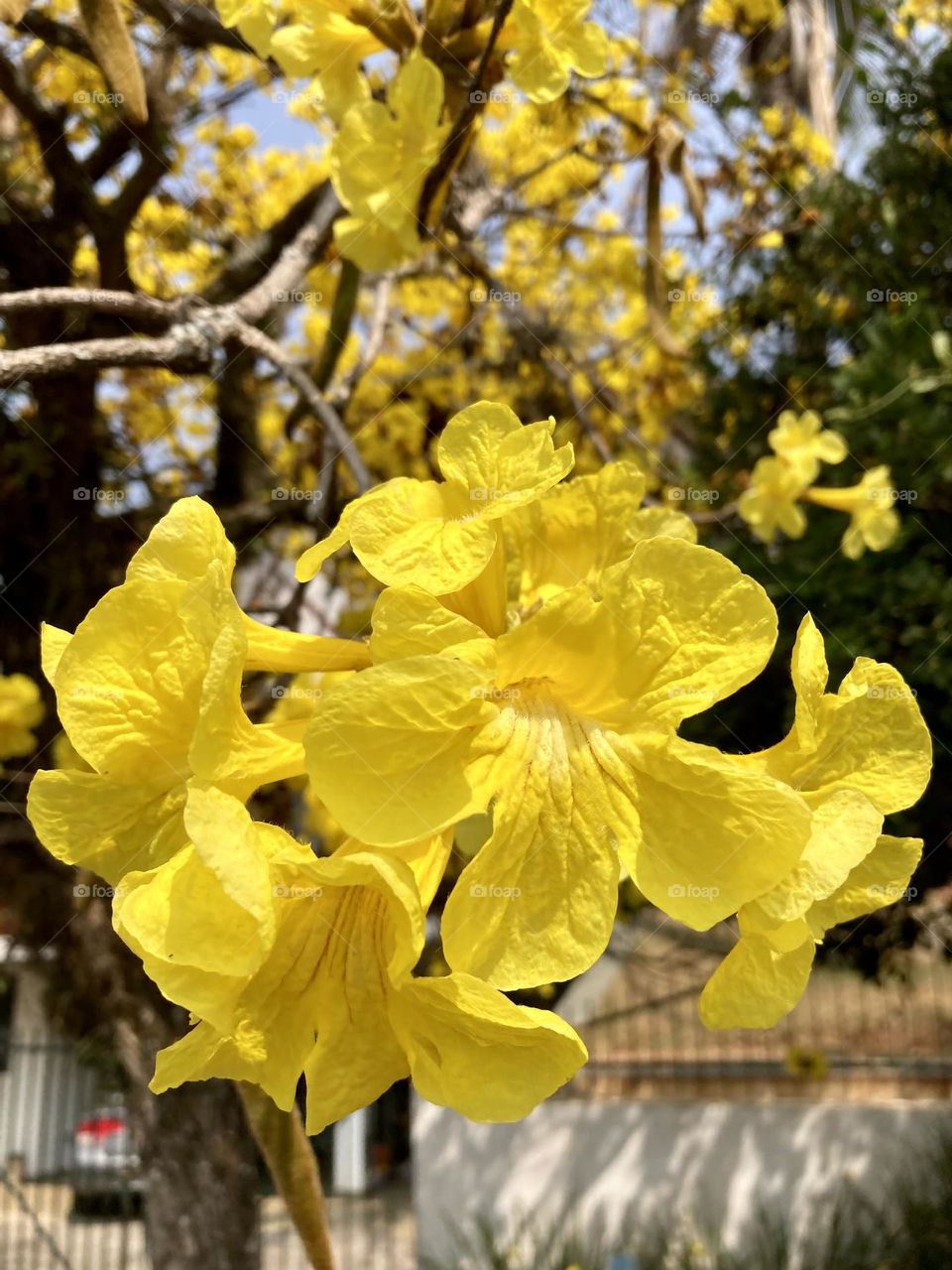 🌹 🇺🇸 Very beautiful flowers to brighten our day.  Live nature and its beauty. Did you like the delicate petals? / 🇧🇷 Flores muito bonitas para alegrar nosso dia. Viva a natureza e sua beleza. Gostaram das pétalas delicadas? 