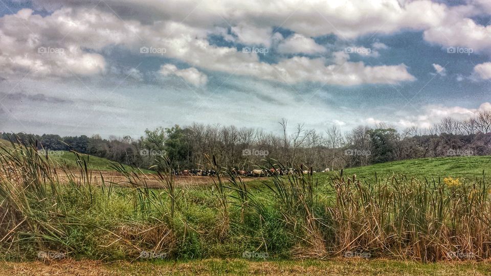 Farm Animals. Cattle in Autumn Meadow