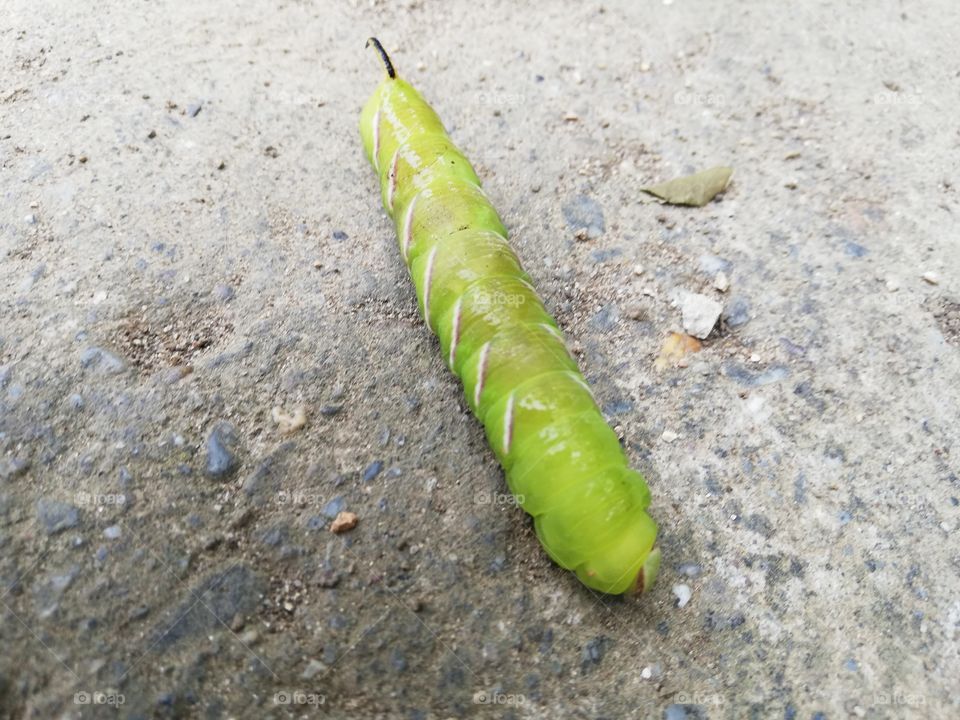 Caterpillar