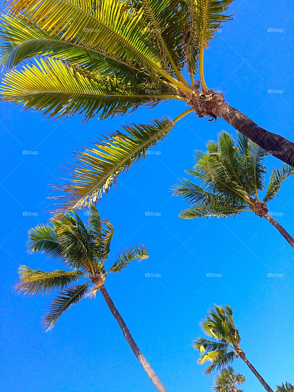 Beach Breeze & Palm Trees. Windy day in Ft Lauderdale 