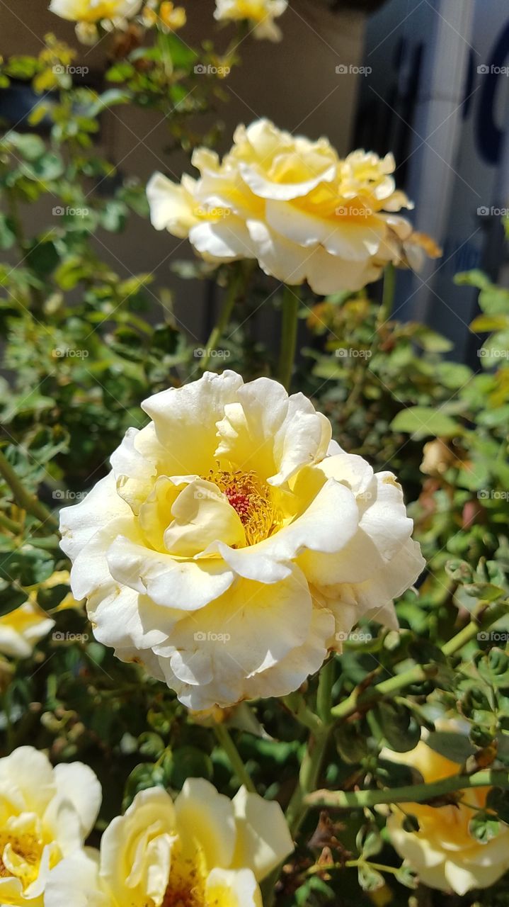 yellow roses are my favorite