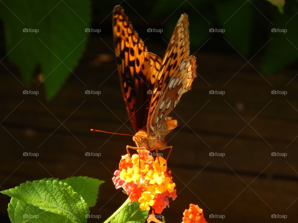 Beautiful close  up of a butterfly setting on colorful lantana flower