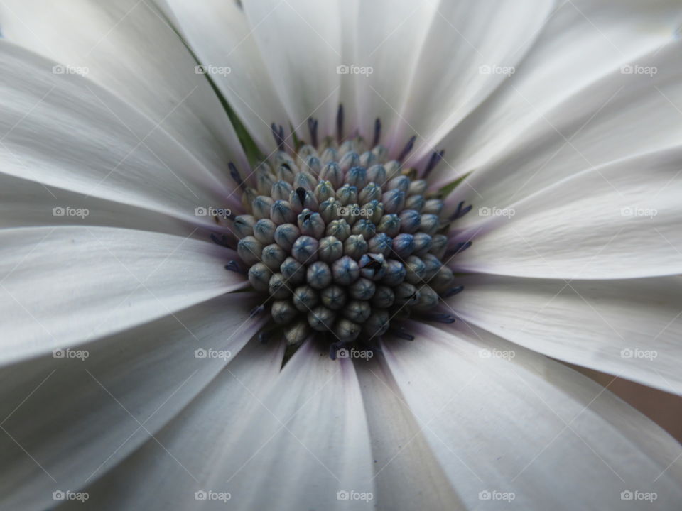 Closeup of a osteospermum flower