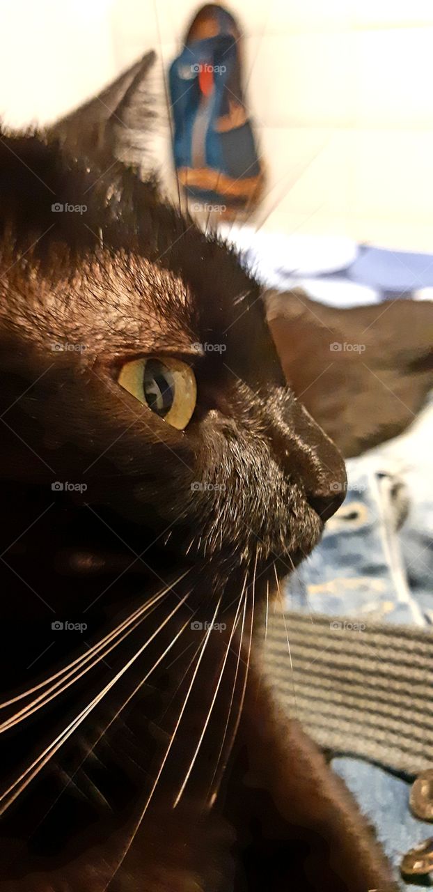 Cat profile