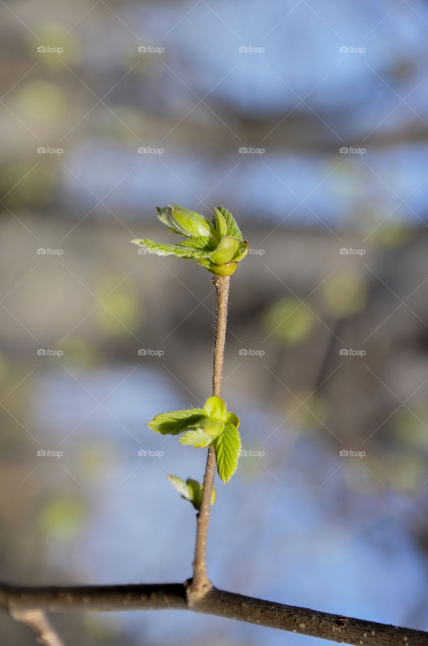 Leaf, No Person, Nature, Growth, Flora
