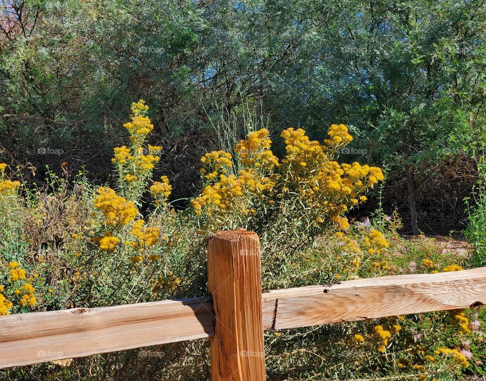 Yellow Flowers Behind the Fence