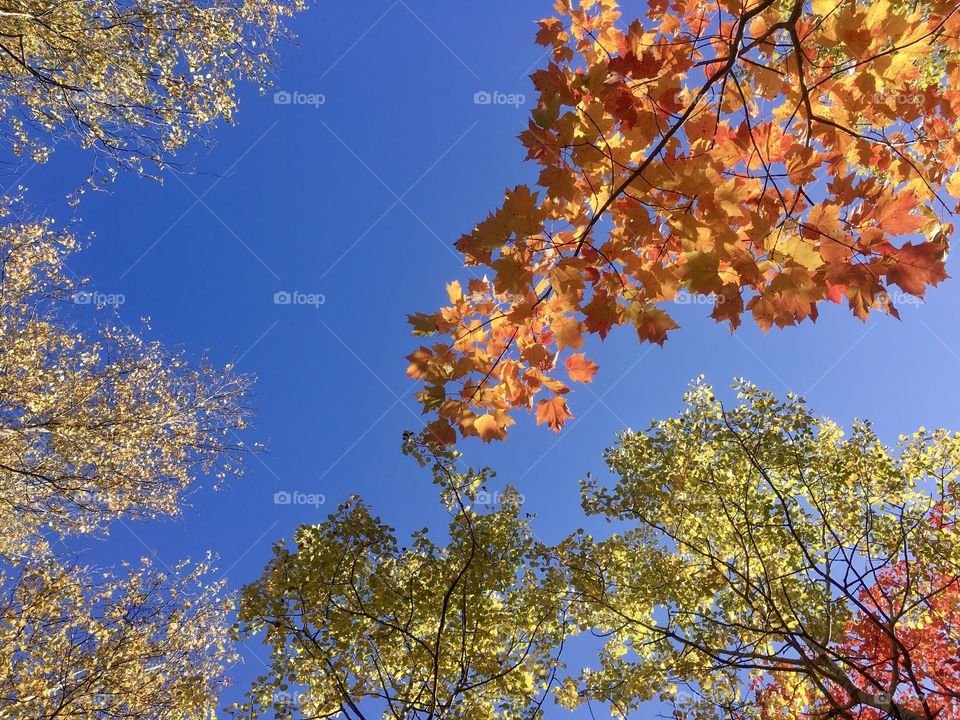 Autumn trees