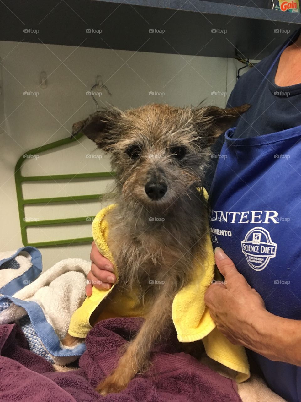 Ethel, blind 13 year old terrier mix shelter pup
Bath time! 