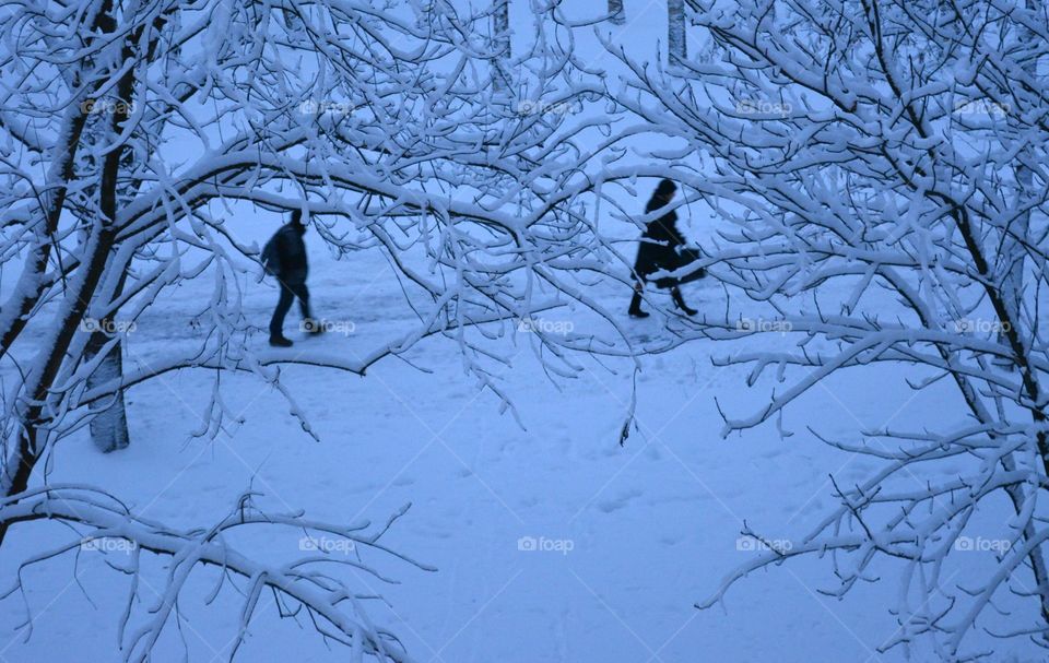 Winter, Snow, Cold, Frost, Tree