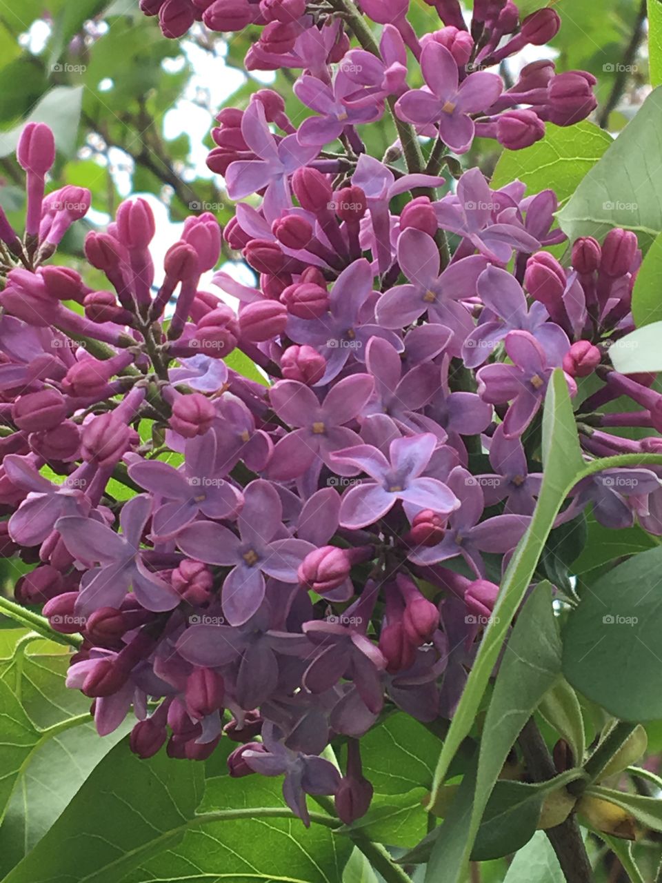 Purple Lilacs in bloom 