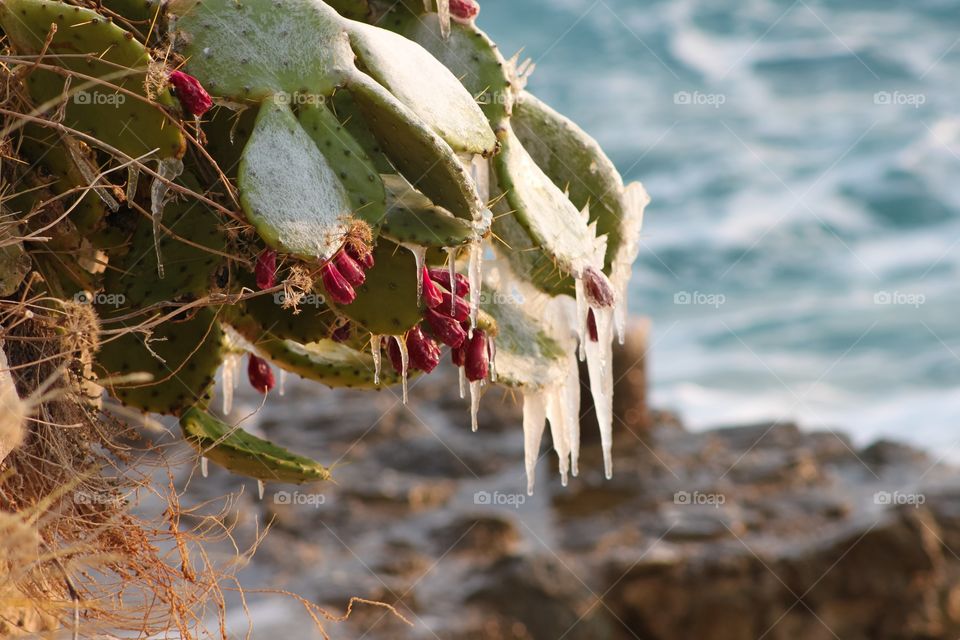 Close-up of frost on cactus