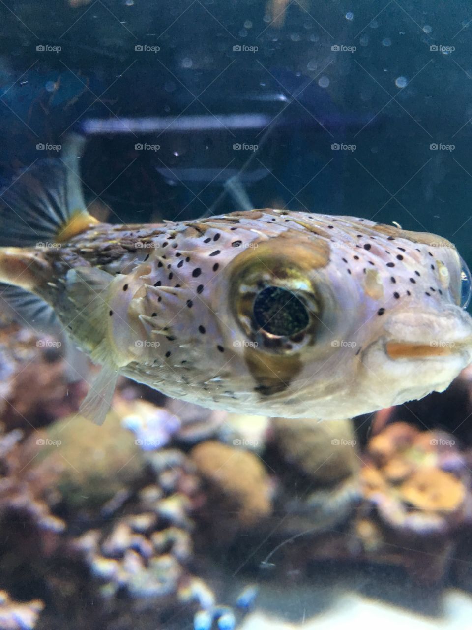 Puffer Fish; Aquarium of the Pacific