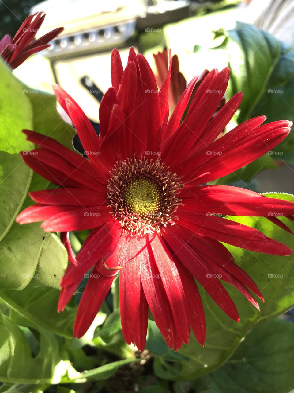 Gerber daisy in the sunshine 