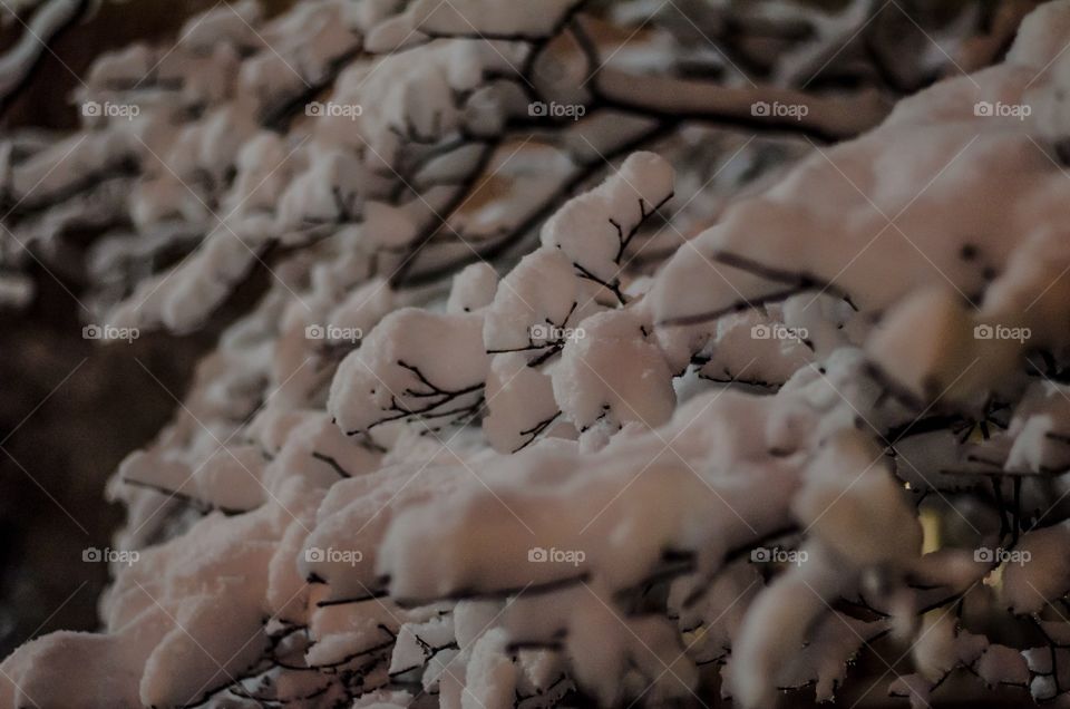 Snow covered branches