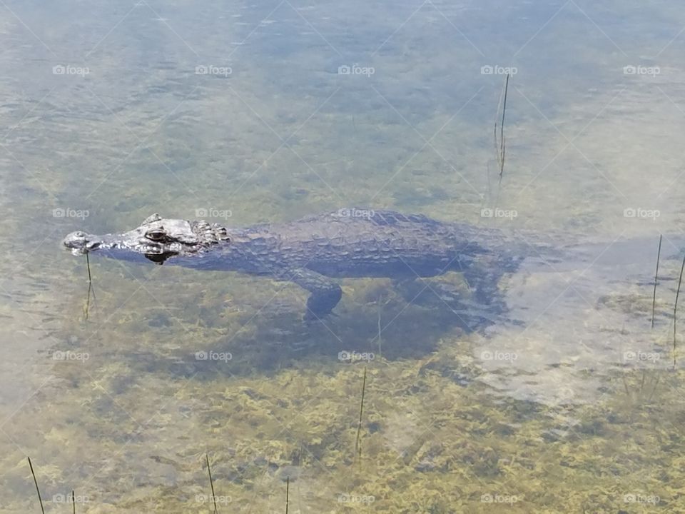 crocodile in the pond