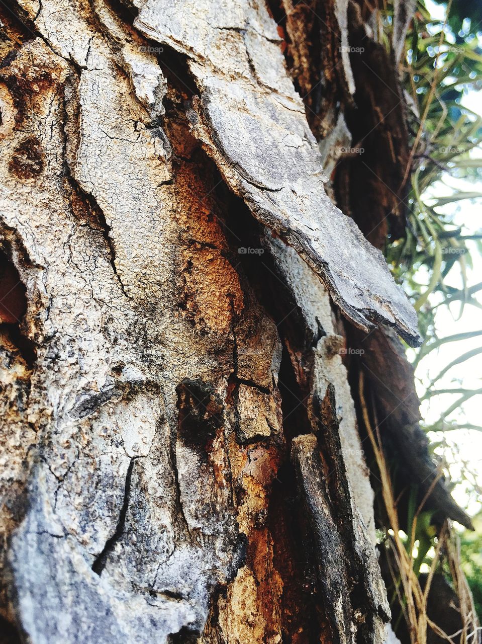 Bark of a tree