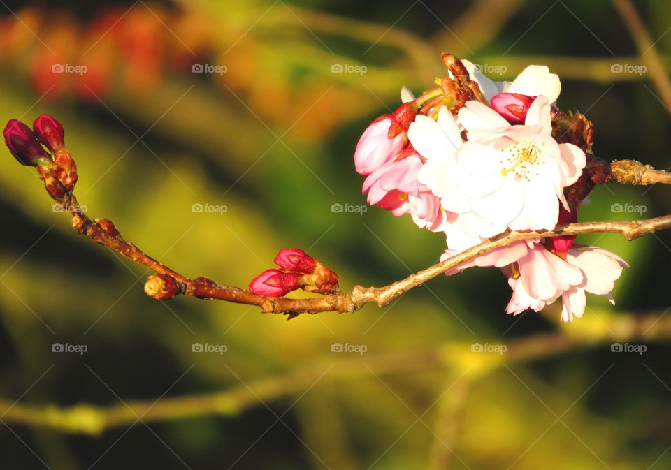 Spring buds