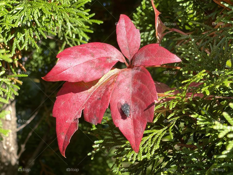 Falls beautiful leave