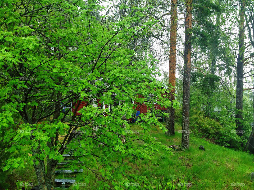 green sweden nature tree by kajic
