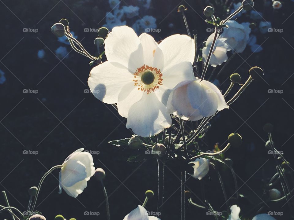 Close-up of white flower