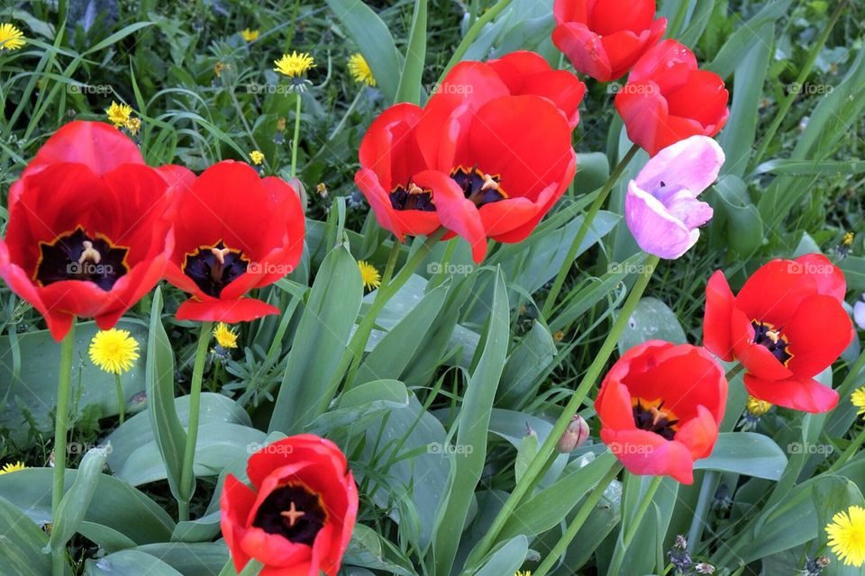 Spring Tulips