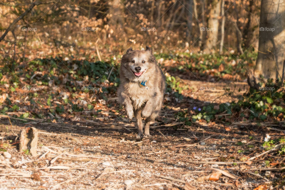 Dog running through the forest