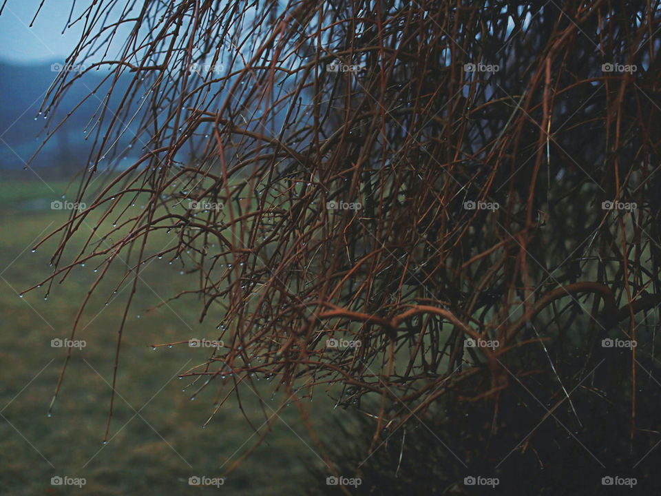 dark tree branches fog by nokesy