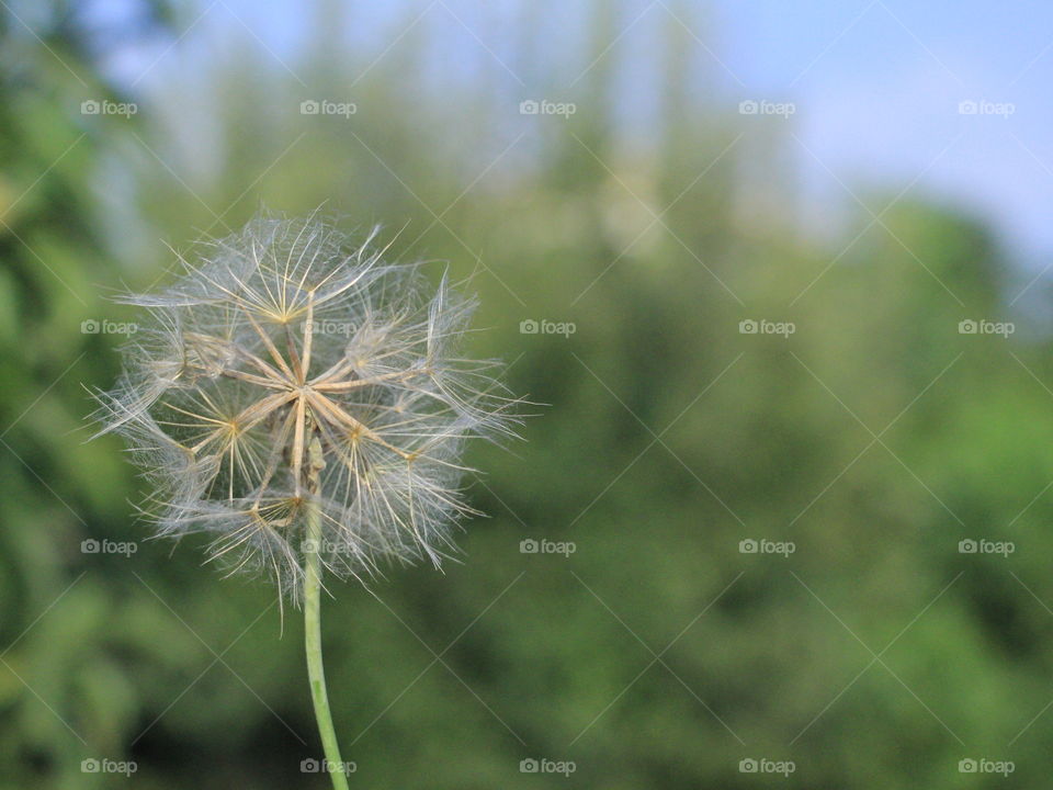 dandelion...