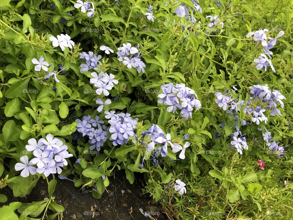 Wild Blue Phlox Flowers