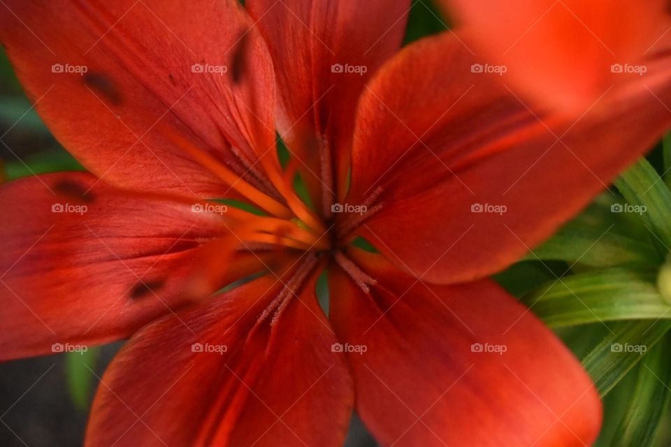 Darryl Wilson. Taking lily pics
