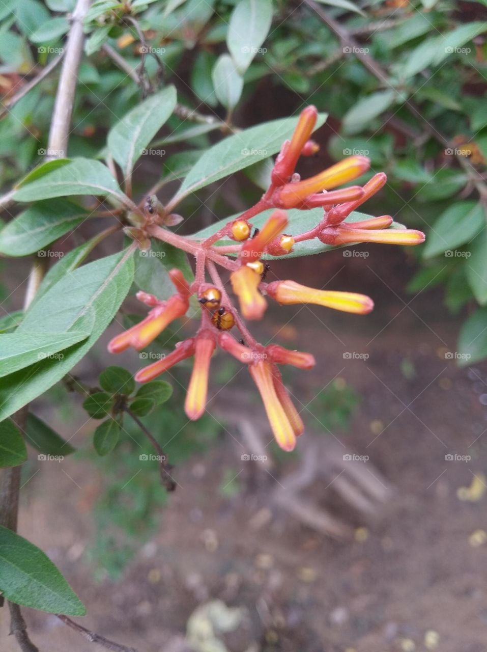 yellow flower buds small size shurb small size looks very beautiful generally found everywhere seasonal fresh