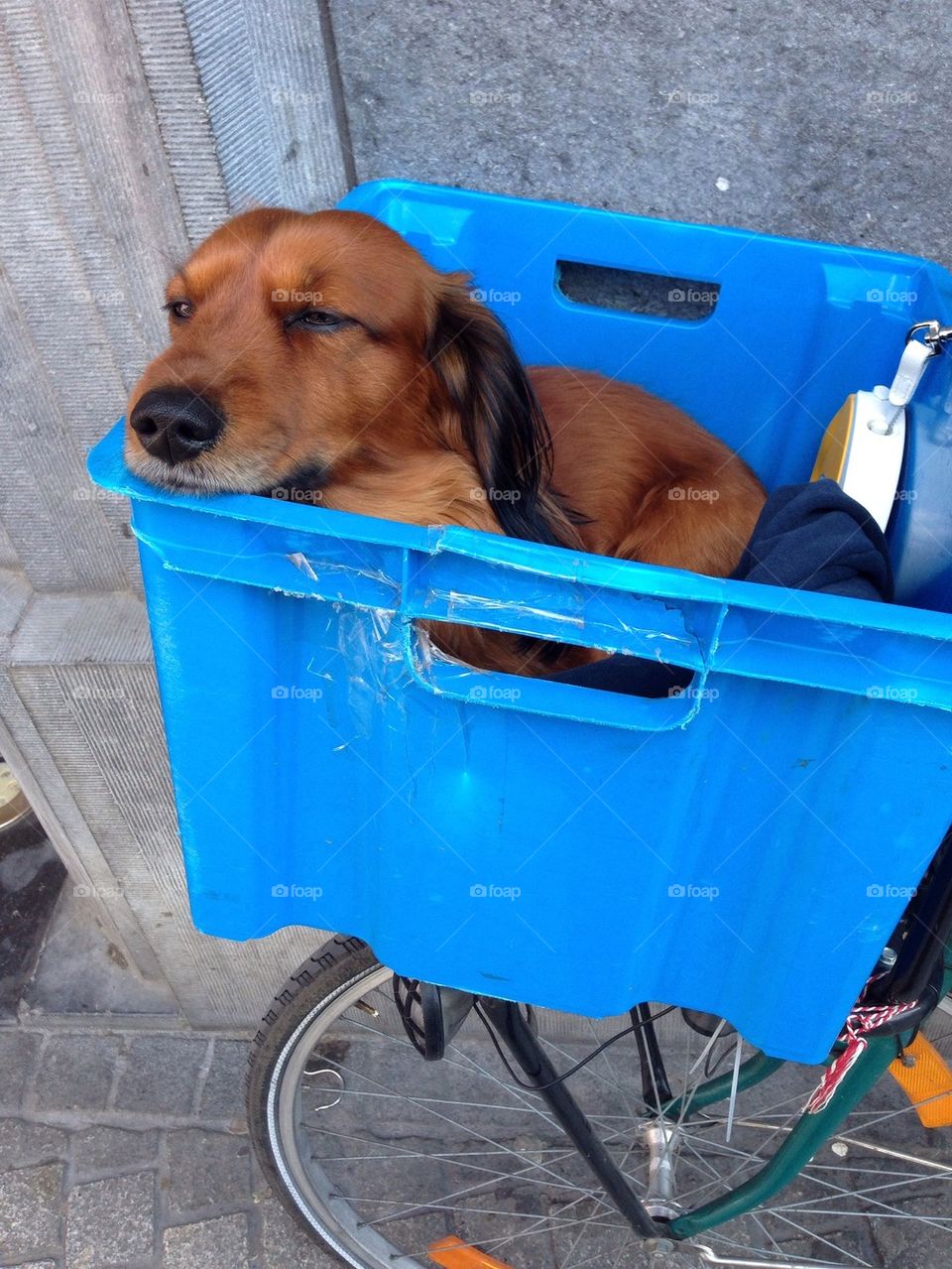 Cute dog in a basket on a bike