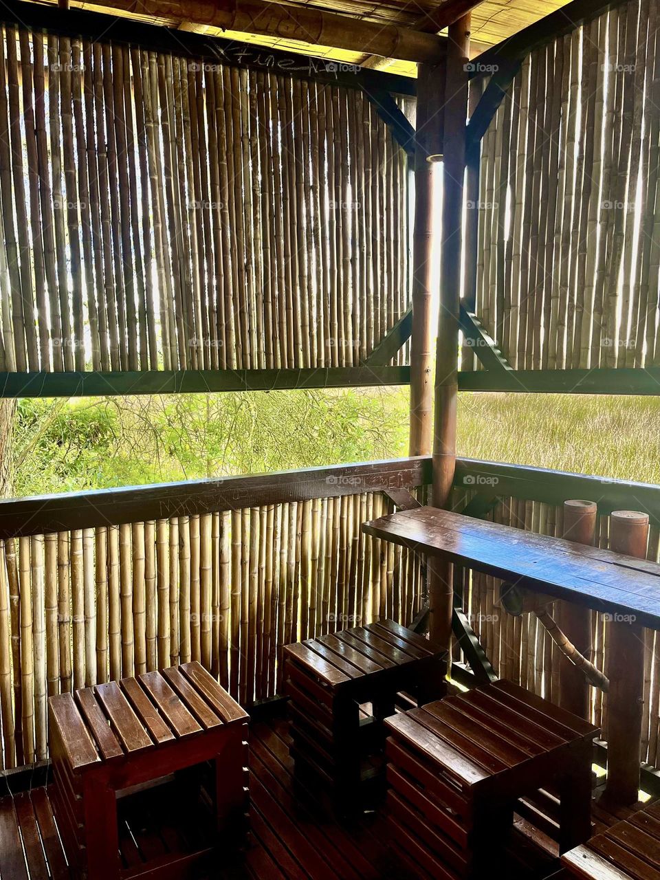 Looking the birds through the wood house