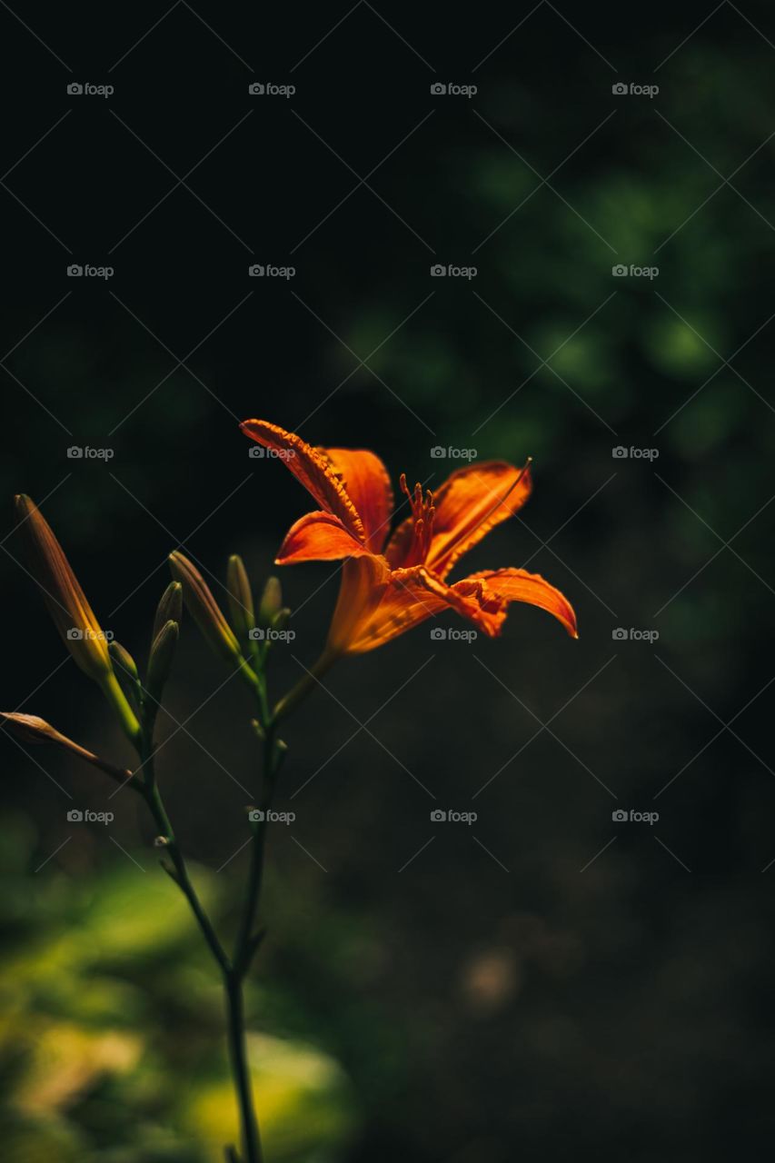 Daylily brown-yellow