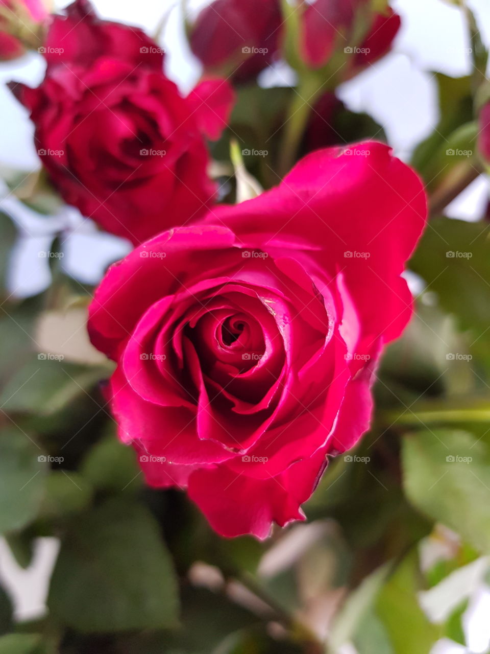 The lovely red roses