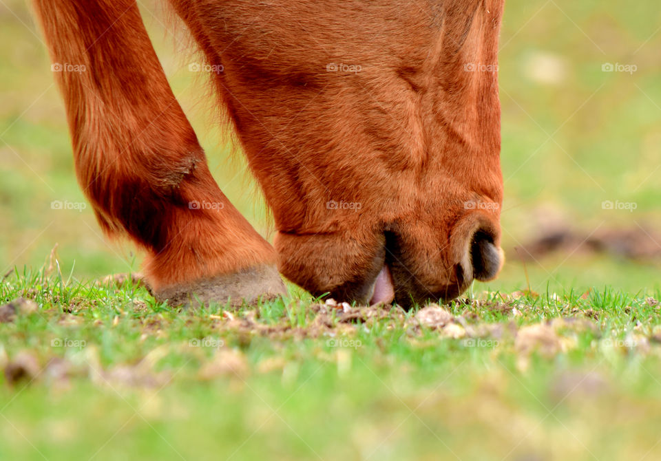 Horse grazing on grassy field