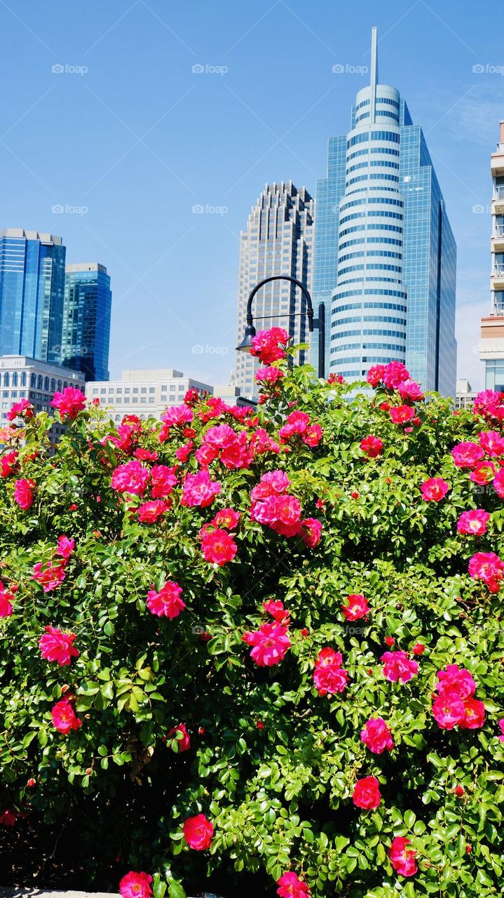 A view of office towers from behind a hedge of red roses on a beautiful sunny day. 