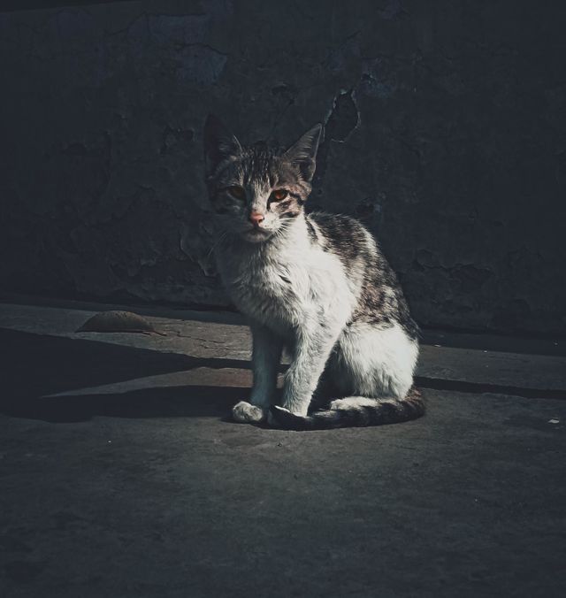 # cat photo shoot