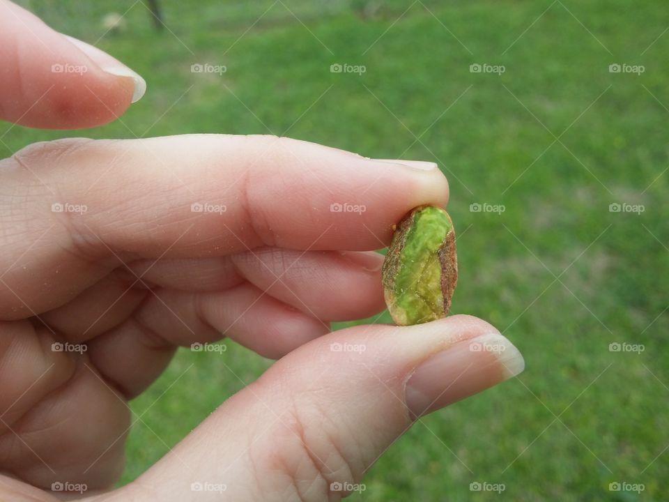 Hand Holding a Green Pistachio against a Green Background