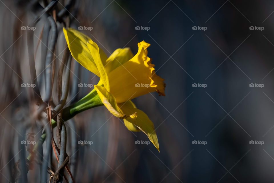 A lone daffodil bloom peeking in to check for spring. Garner, North Carolina. 