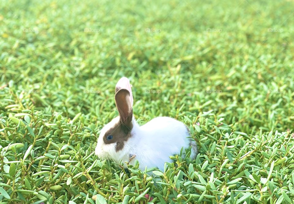 Rabbit sitting in grass 