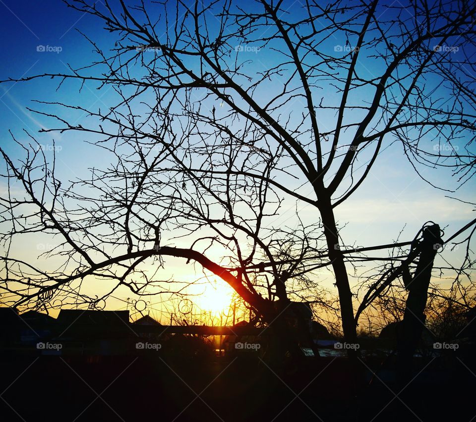 Forest in spring 2017