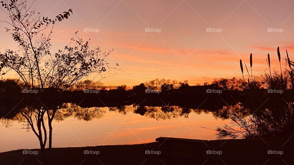 Lakebed trees and Cattails evening colors of the Sunset reflect from the mirrored Lake Water. 