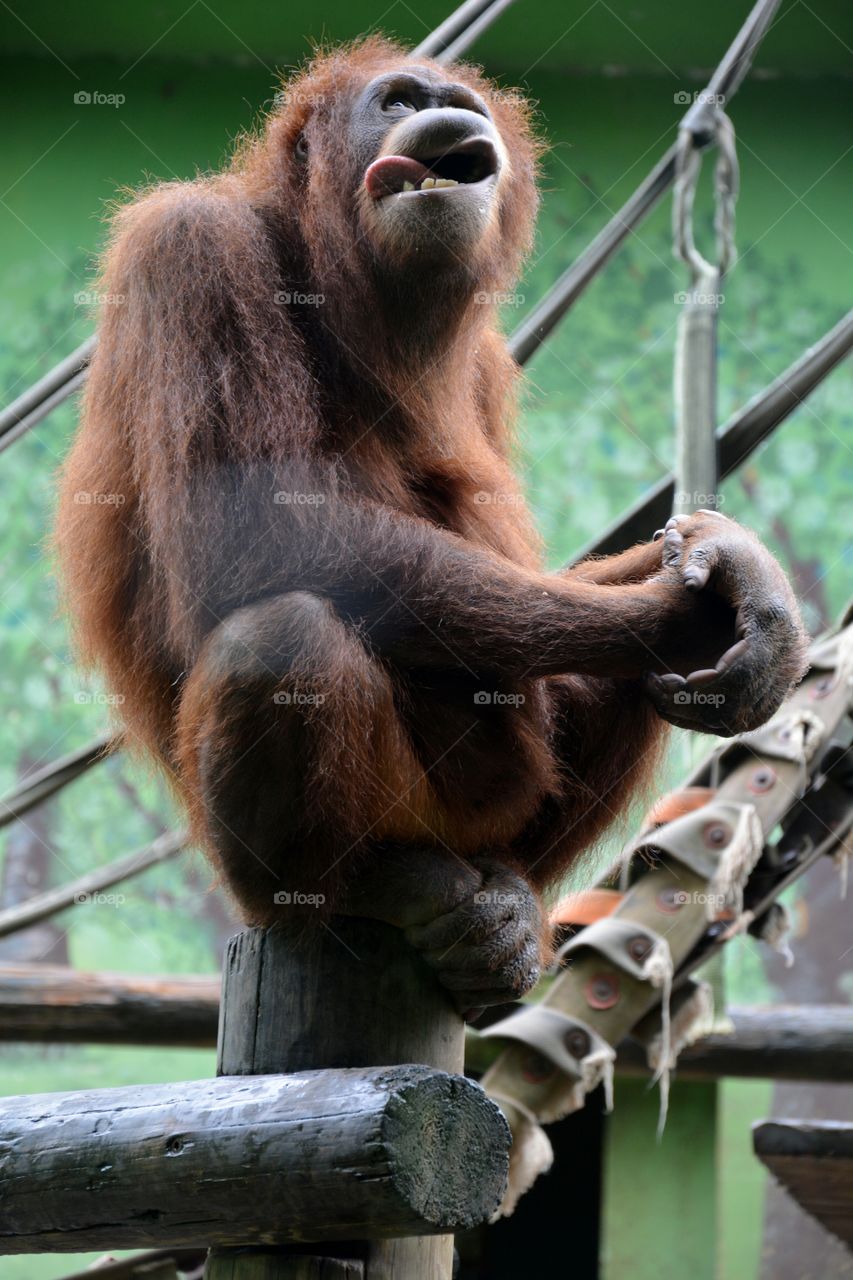 an orangutan on a trunk sticking out the tongue