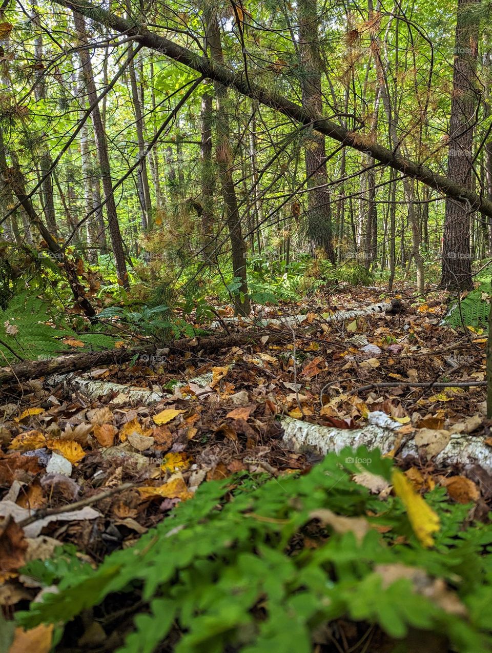 Frolicking in a magical forest