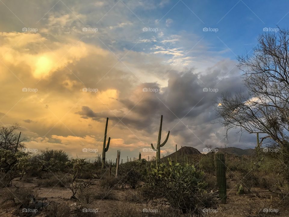 Nature - Desert Landscape 