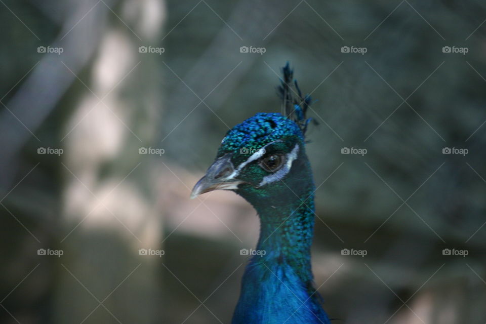 Peacock