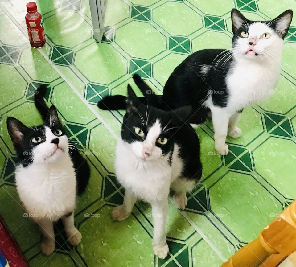 The three black & white cats