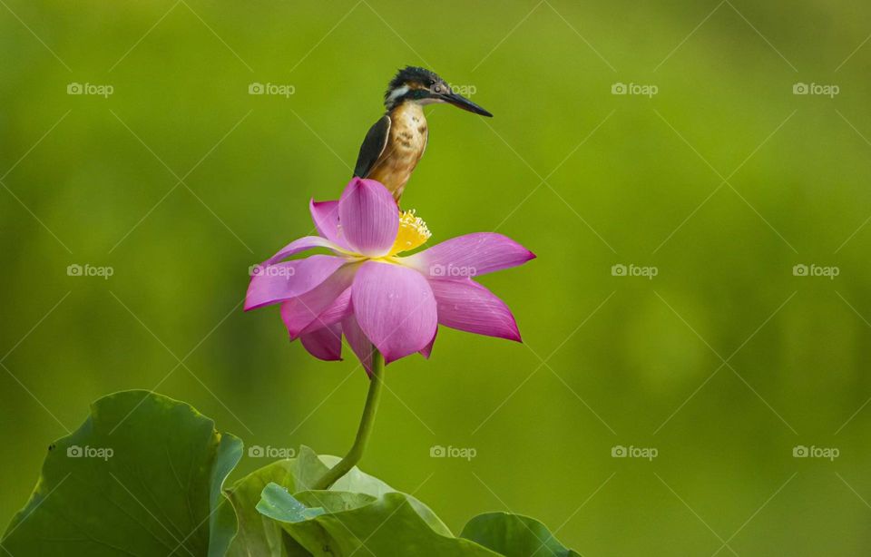 Lotus and Kingfisher, shot in Xi'an China.