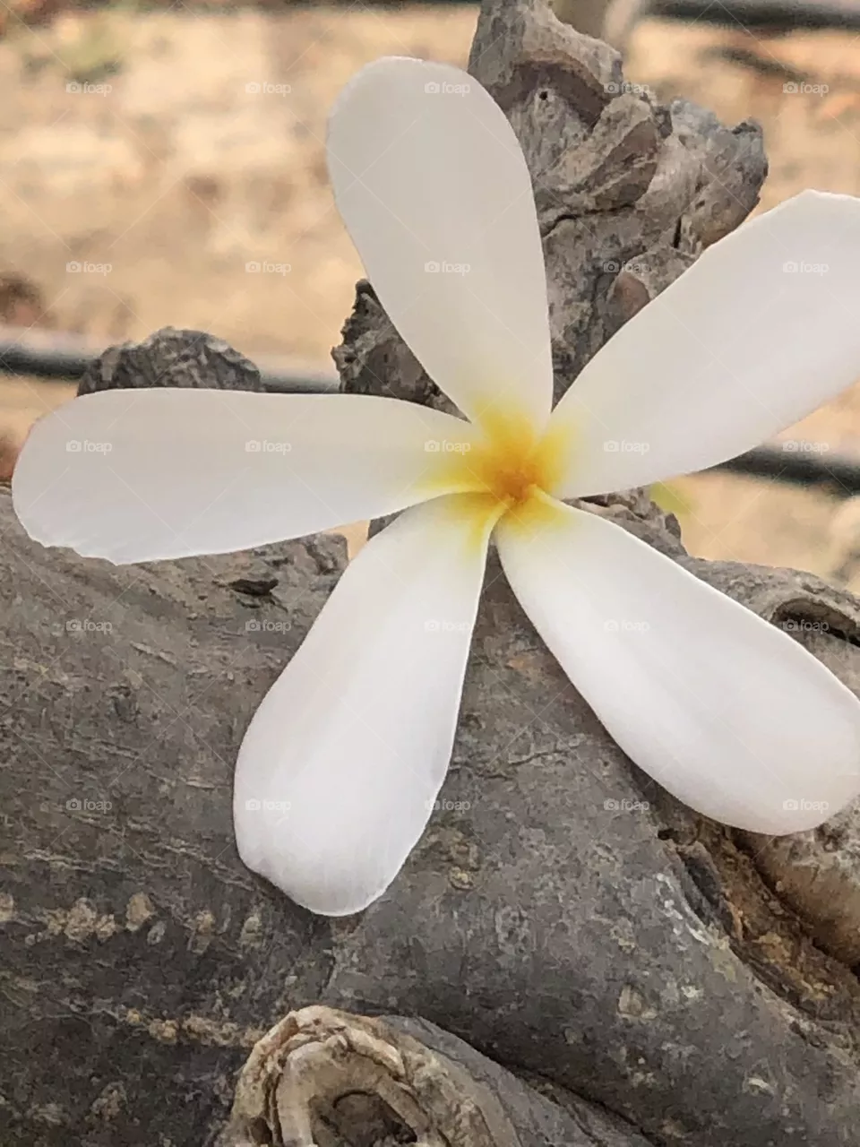 Fiore 
